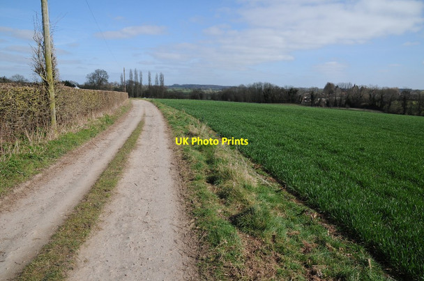 Photo 6"x4" Daffodil Way near Shakesfield Dymock c2015