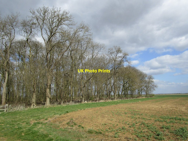 Photo 6"x4" Edge of a plantation Ashby de la Launde c2015
