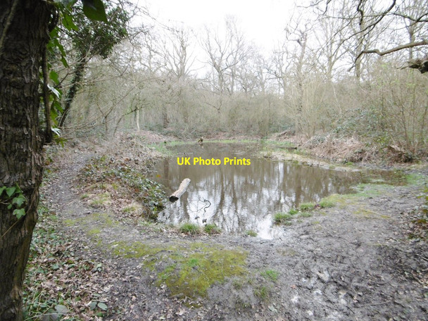 Photo 6"x4" Oxleas Wood, pond Bexley c2015