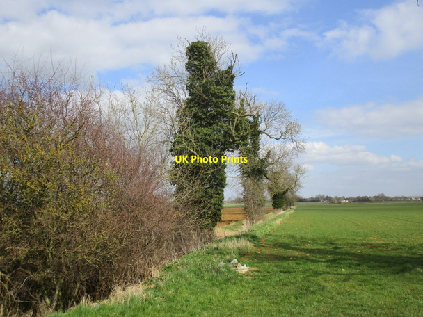 Photo 6"x4" Ivy covered trees Dorrington\/TF0752 c2015