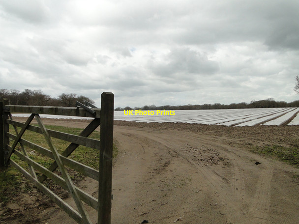 Photo 6"x4" Open field gate and growing under plastic Butley c2015