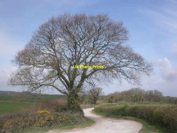 Photo 6"x4" Track to Peadon Farm Fiddington\/ST2140 c2015