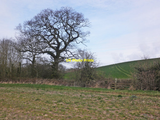 Photo 6"x4" Path to Nether Stowey Nether Stowey c2015