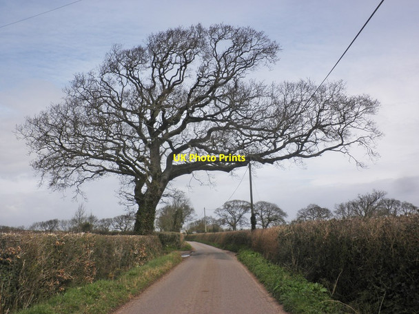 Photo 6"x4" Isolated tree on Bonson Hill Bonson c2015