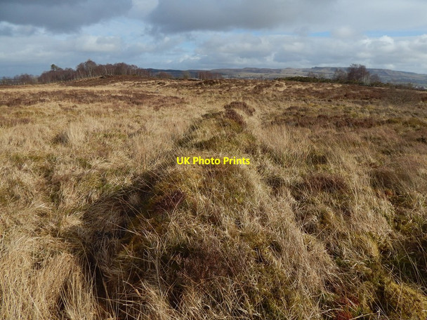 Photo 6"x4" Old field boundary Alexandria c2015 P1