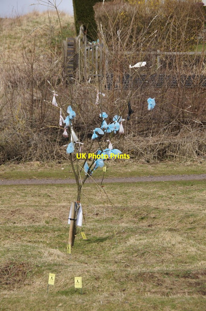 Photo 6"x4" Dog poo tree, Loch of Forfar Forfar c2015