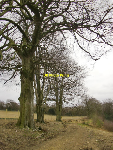 Photo 6"x4" Track along the Greensand ridge Rowly c2015
