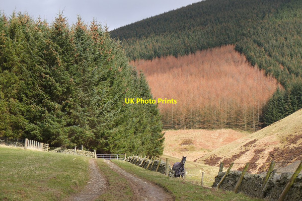 Photo 6"x4" On the track to Priesthope Innerleithen c2015