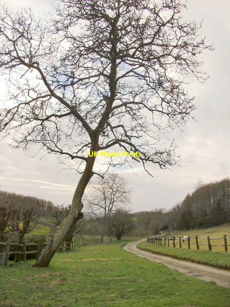 Photo 6"x4" Madgehole Lane Farley Green\/TQ0645 c2015