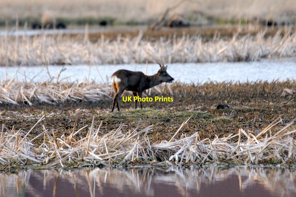Photo 6"x4" Roe Deer (Capreolus capreolus), Loch of Kinnordy Kirkton of Kingoldrum c2015