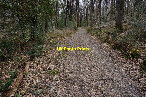 Photo 6"x4" Path in Yarner Wood Green Lane\/SX7877 c2015