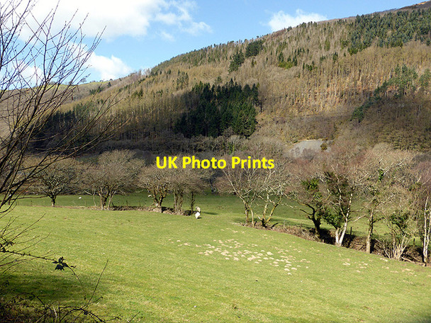 Photo 6"x4" Pasture in Cwm Rheidol Cwmbrwyno c2015