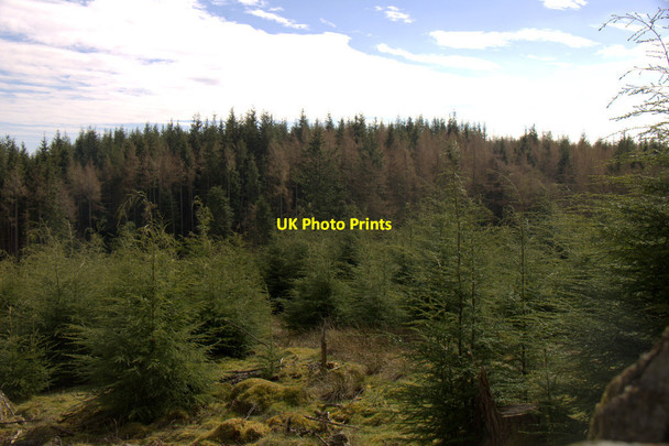 Photo 6"x4" Birnam Wood from the Birnam Hill Path Birnam c2015