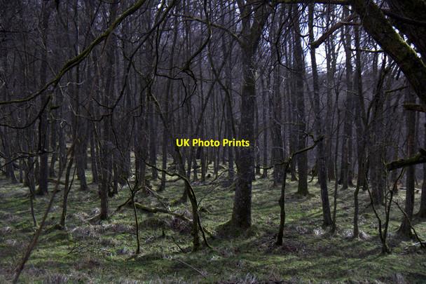 Photo 6"x4" Woodland beside Inchewan Burn, Birnam Birnam c2015