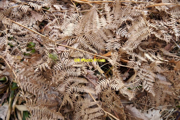 Photo 6"x4" Dead bracken near Craigbeithe, Birnam Birnam c2015