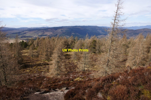 Photo 6"x4" Path down Birnam Hill Birnam c2015