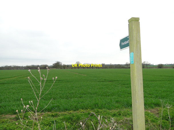 Photo 6"x4" Footpath across a field of wheat Naughton c2015