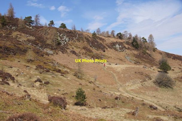 Photo 6"x4" South-east slopes of Birnam Hill Birnam c2015