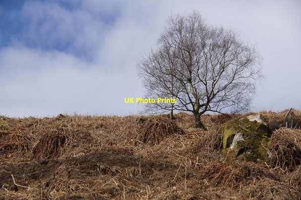 Photo 6"x4" Bare tree on a bracken-covered hillside east of the Birnam Hill Birnam c2015