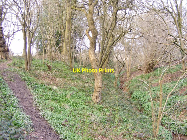 Photo 6"x4" Brook Path Sedgley c2015