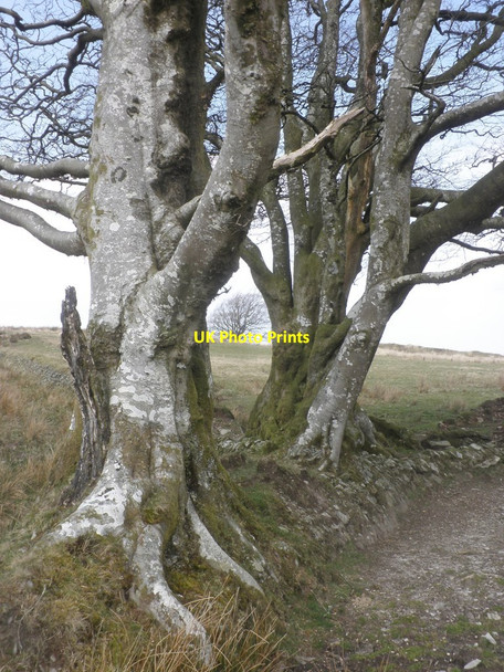Photo 6"x4" Beech trees at Lanacombe Simonsbath c2015