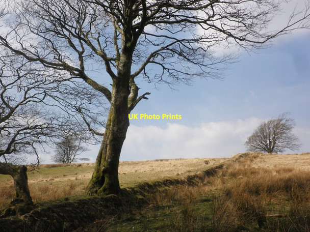 Photo 6"x4" Enclosure at Lanacombe Simonsbath c2015