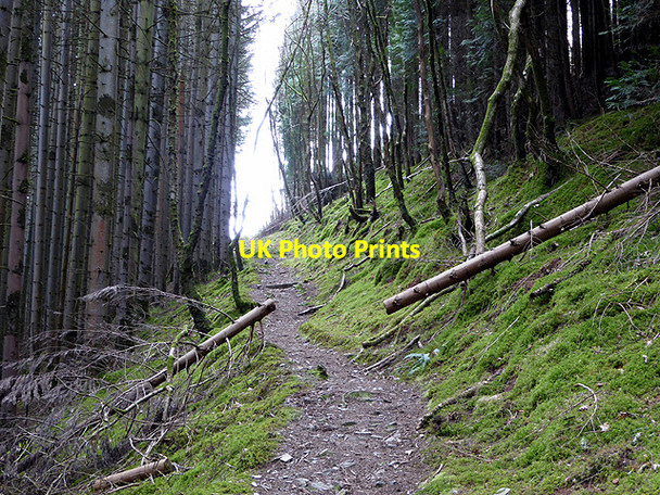 Photo 6"x4" On the Borth to Devil's Bridge path through Cwm Rheidol Devil's Bridge\/Pontarfynach c2015