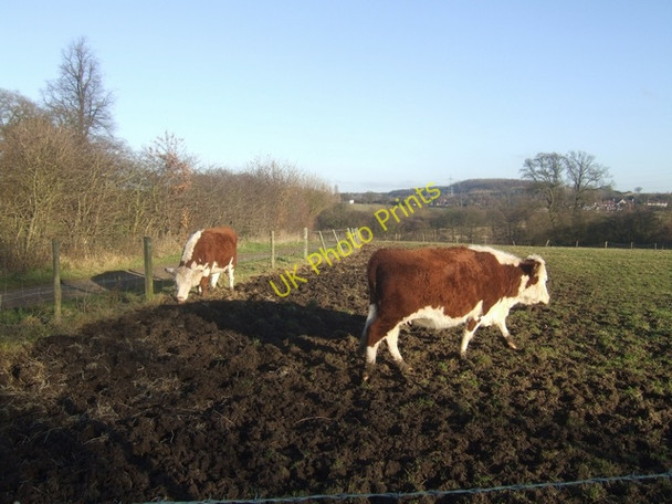 Photo 6"x4" Herefords in the Country Park. Bushbury\/SJ9203 c2008