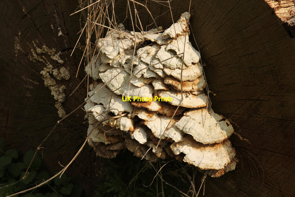 Photo 6"x4" Fungus at Willoughby Gorse Silk Willoughby c2015