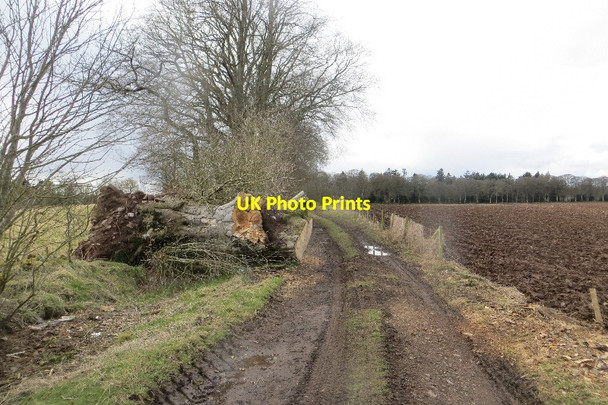 Photo 6"x4" Track to Logie Kirriemuir c2015