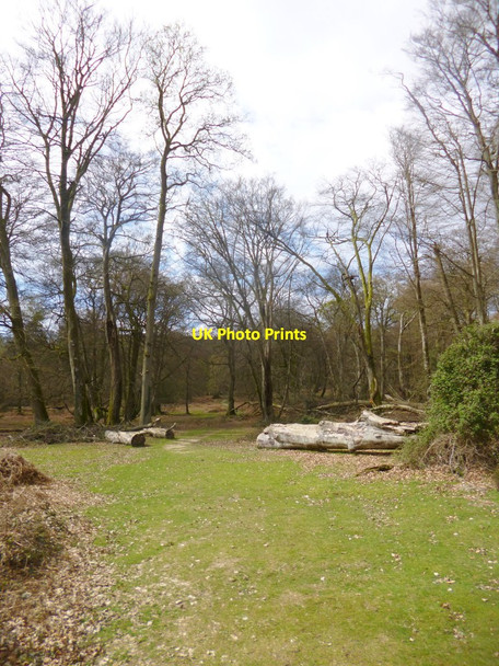 Photo 6"x4" Bolderwood, Mark Ash Wood Bank\/SU2807 c2014