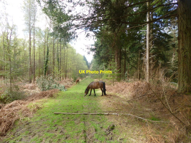 Photo 6"x4" North Oakley Inclosure, ponies Burley Lawn c2014