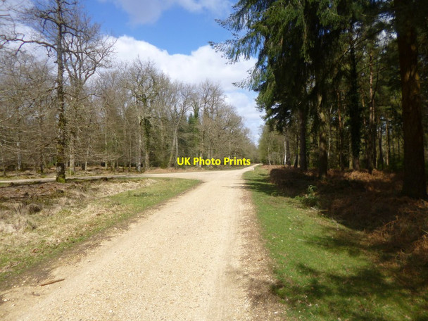 Photo 6"x4" Blackensford, forestry road junction North Oakley Inclosure c2014