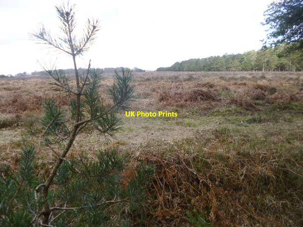 Photo 6"x4" Blackensford, heathland North Oakley Inclosure c2014