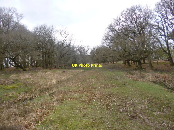 Photo 6"x4" Stinking Edge Wood, forestry track Burley Street c2014