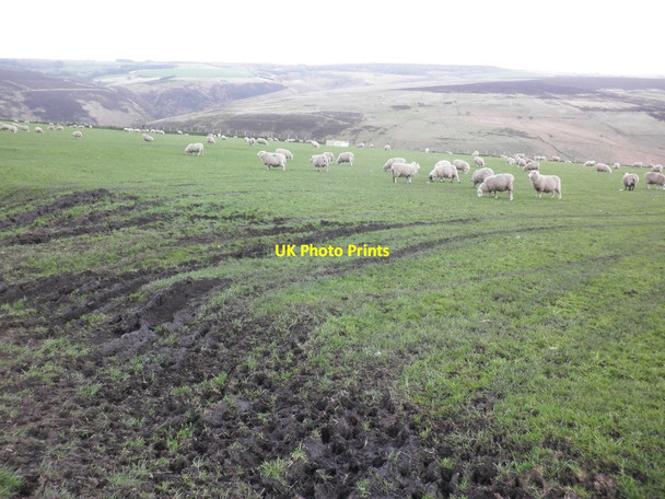 Photo 6"x4" Flock of sheep on Stowey Ridge Oareford c2014