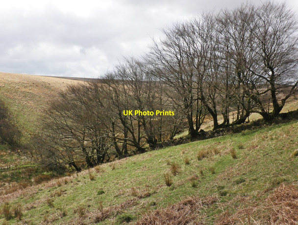 Photo 6"x4" Beech hedge, Long Combe East Pinford c2014