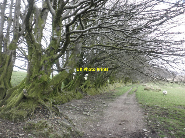 Photo 6"x4" Track to Larkbarrow Oareford c2014