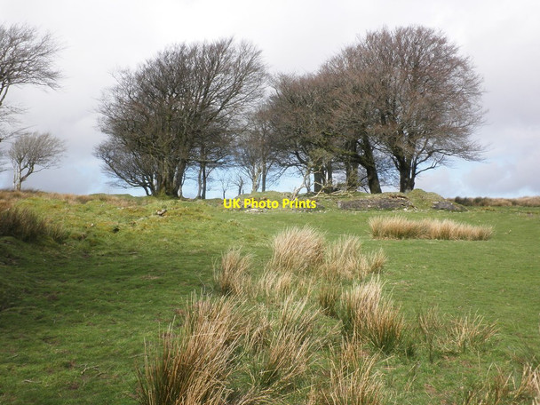 Photo 6"x4" Surviving shelter belt, Larkbarrow Larkbarrow c2014