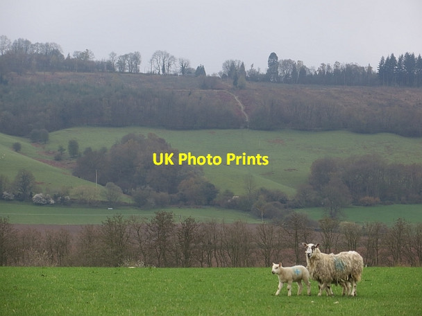 Photo 6"x4" Ewe and lamb, Oakly Park Bromfield\/SO4876 c2014