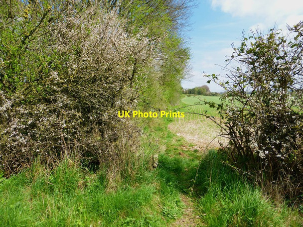 Photo 6"x4" Looking into field by woodland from bridleway Axford\/SU6143 c2014