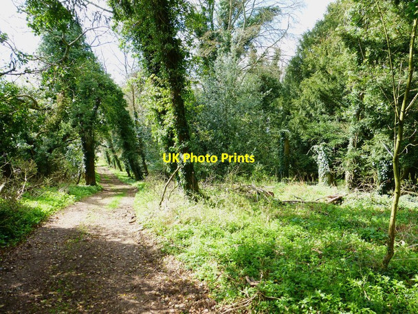 Photo 6"x4" The Ox Drove Way passes small wood north of Bangor Copse Upper Wield c2014