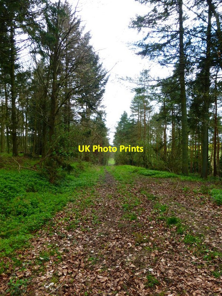 Photo 6"x4" Track in Warwicks Row Copse Lower Common\/SU6344 c2014