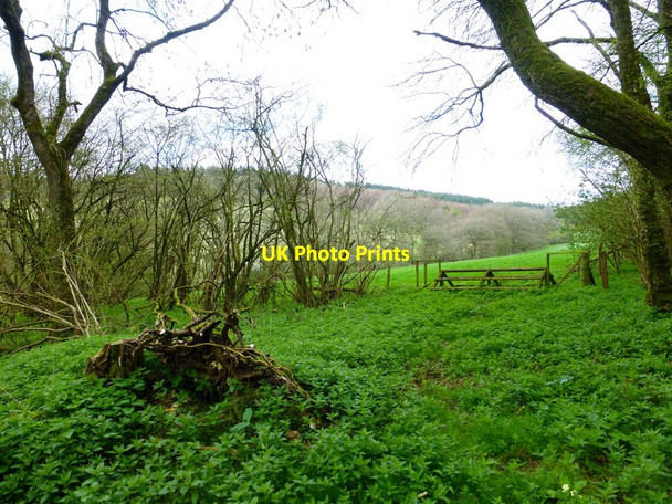 Photo 6"x4" Jump in Warwicks Row Copse Lower Common\/SU6344 c2014