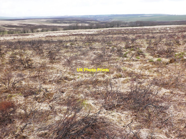 Photo 6"x4" Heather moor, after controlled burning Lucott Cross c2014