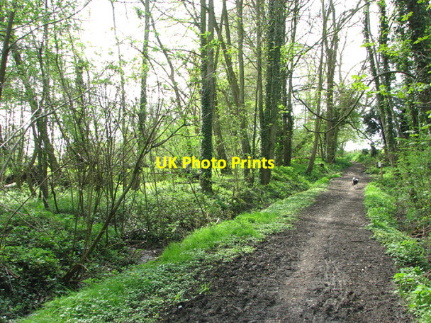 Photo 6"x4" Footpath to Saxlingham Green Hawes' Green c2014