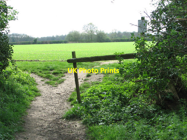 Photo 6"x4" Footpath through cereal crop Hawes' Green c2014