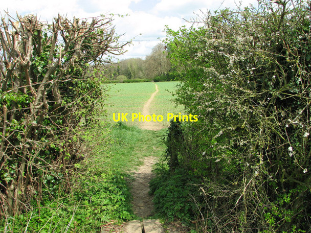 Photo 6"x4" Footpath through cereal crop field Hawes' Green c2014