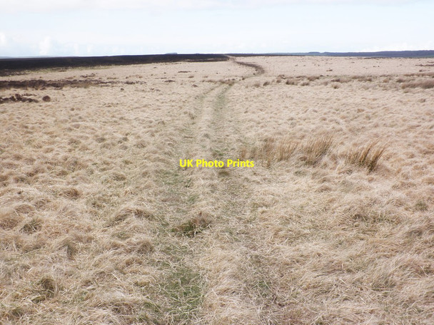 Photo 6"x4" Sheep track on Porlock Allotment Oareford c2014