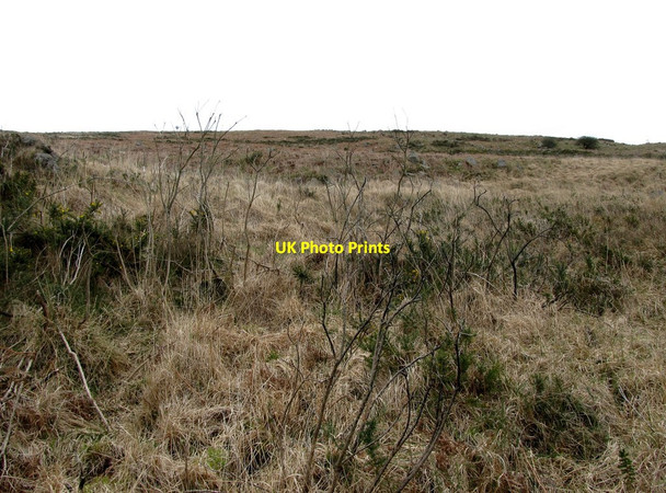 Photo 6"x4" Whins and Tussocky Grass on Camlough Mountain Camlough c2014
